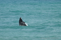 Whale at Pearly Beach