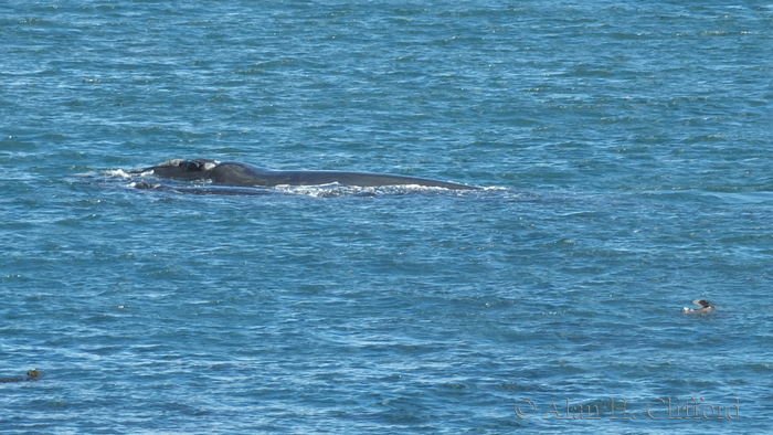 Whale at De Kelders