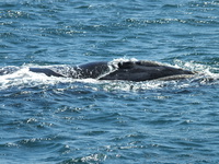 Whale at De Kelders
