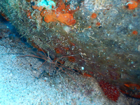 Yellowline Arrow Crab