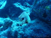 Spotted Trunkfish