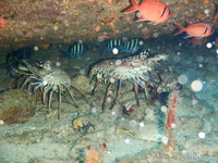 Spiny Lobsters