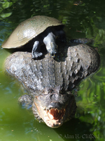 Caiman and Turtle