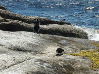 Penguin and Black Oyster Catcher