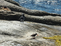 Penguin and Black Oyster Catcher