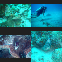 Scuba Diving, October, November