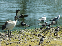 Birds at Langebaan Country Estate