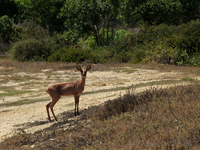 Antelope at Langebaan Country Estate