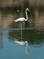 Flamingo at Langebaan Country Estate