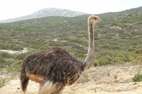 Ostrich in the road