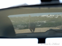 Ostrich in the car mirror