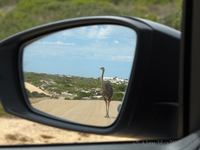 Ostrich in the car mirror