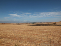 Wheat fields near the Berg River Bridge