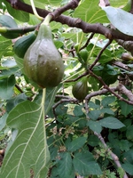 Figs in the garden