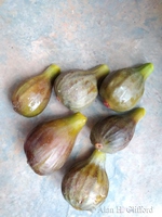 Figs from the garden
