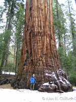 Alan and a giant sequoia tree