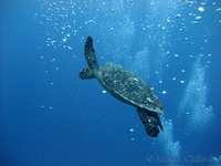 Turtle with divers’ bubbles