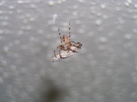 Spider in my den